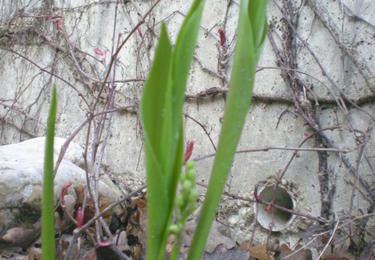 petit brin de muguet porte bonheur