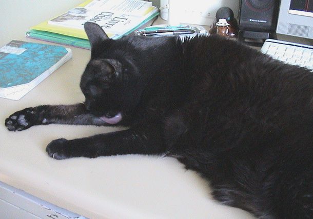 Le plus gentil chat du monde !16 ans et demi déjà...