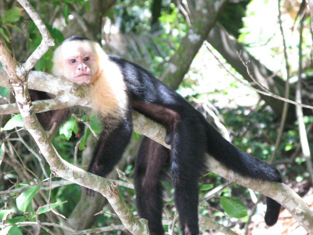 Album - Costa Rica