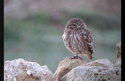 OISEAUX EN TUNISIE