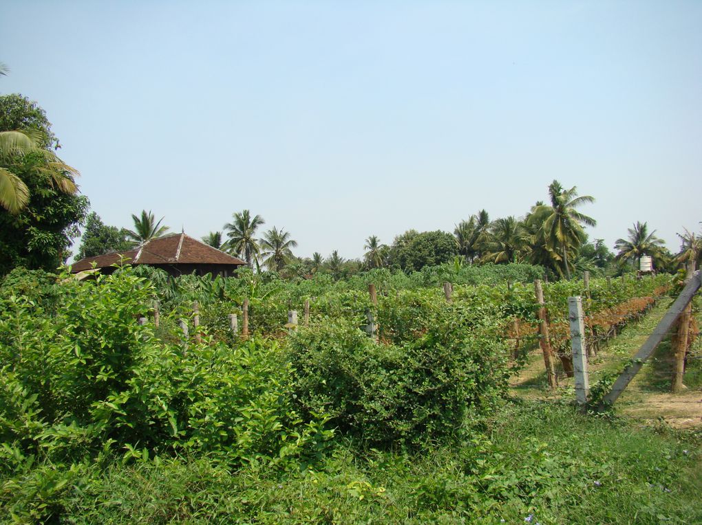 Album - Cambodge