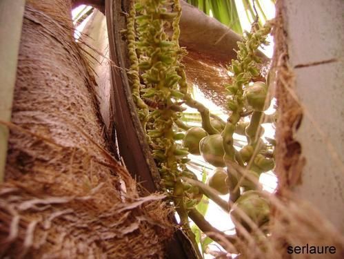 Tout un florilège de fleurs et de fruits de polynesie
Au fil des articles découvrez ou redécouvrez les merveilles que nous offre la nature
