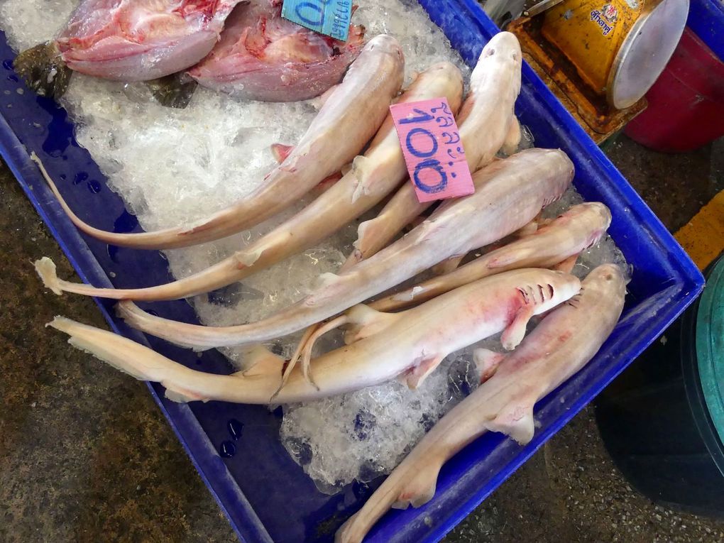 Du requin au menu - Vu au marché (20-16)