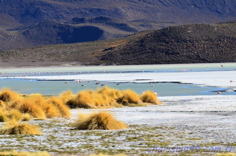 Laguna Hédionda (Bolivie en camping-car)