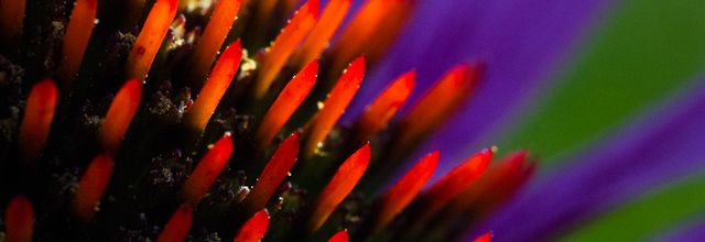 [Photos] Nos vacances - Les galeries de zhom - Des fleurs