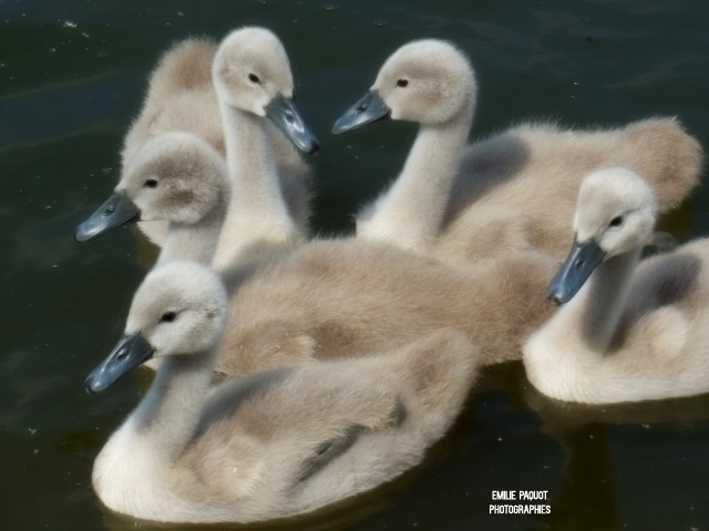 Photographies animalières...........