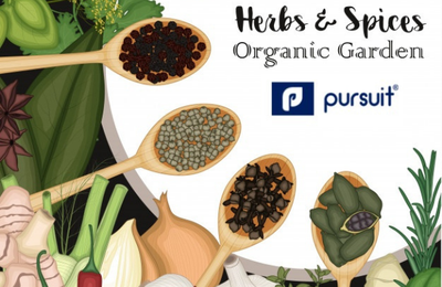 How to Buy Herbs and Organic Spices?