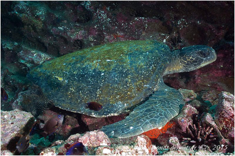 La tortue verte est sans doute la plus connue des tortues marines. Cette tortue doit son nom de « verte » non pas à la couleur de ses écailles mais à la teinte verdâtre de sa graisse.