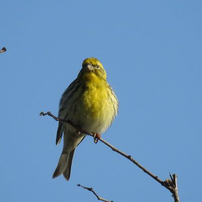 Un serin cini en plein chant en haut de son arbre dans un champs !!