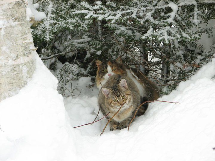 Album - a.Mes-chats-sauvages