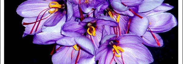 Azafrán de la Mancha Crocus sativus L. - Planta bulbosa