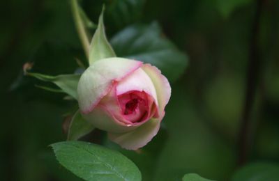 Un jardin romantique