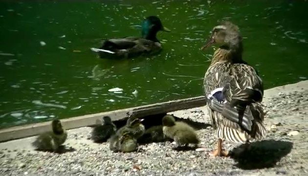 CANARDS COLVERTS ET CANETONS A VICHY, vidéo