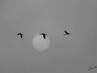 Grues devant le soleil, soleil dans le foret