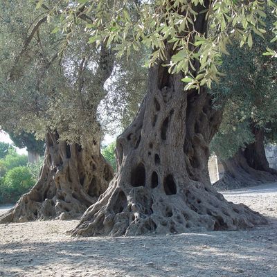 Oliviers sur le site de Cnossos, en Crète...