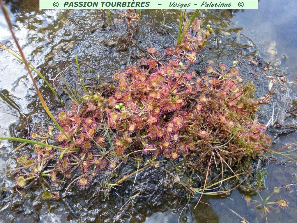 Séquence diapo 2 : Drosera Rotundifolia © , sur tourbe noire nue (rossolis à feuilles rondes).