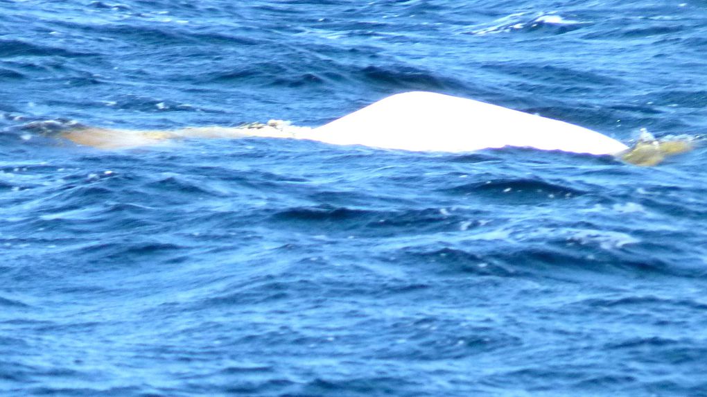 Tadoussac, ses baleines, ses bélugas et son auberge de jeunesse avec Benoît