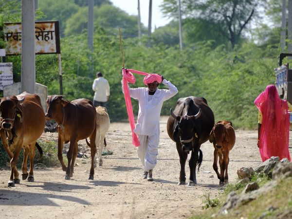 RAJASTHAN (Inde 🇮🇳)