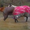 Tempête et inondations