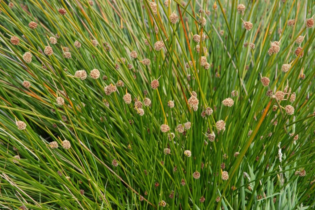 Album - 39-Les-plantes-superieures-natives