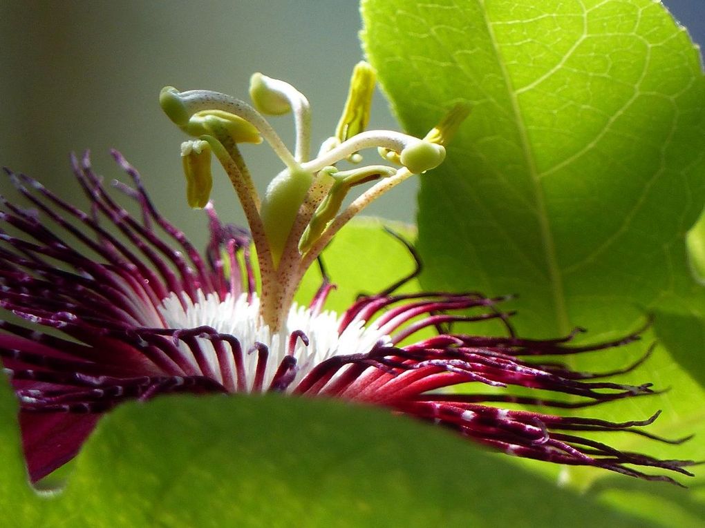 Fleurs du jour (19-12)
