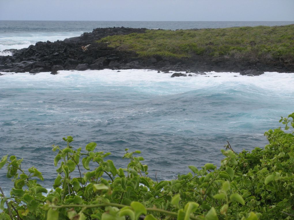 Une semaine aux Galápagos. 8/15 mai 2015