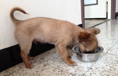 Que donner a manger a un chihuahua