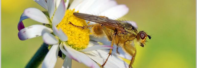 Mouche Scatophage (9) - Scathophaga stercoraria