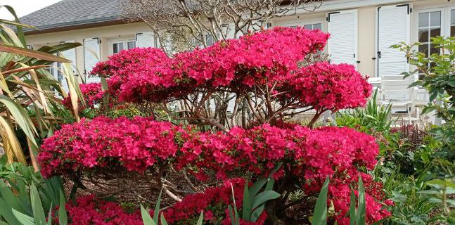 Le jardin de mes parents ( avril 2021)