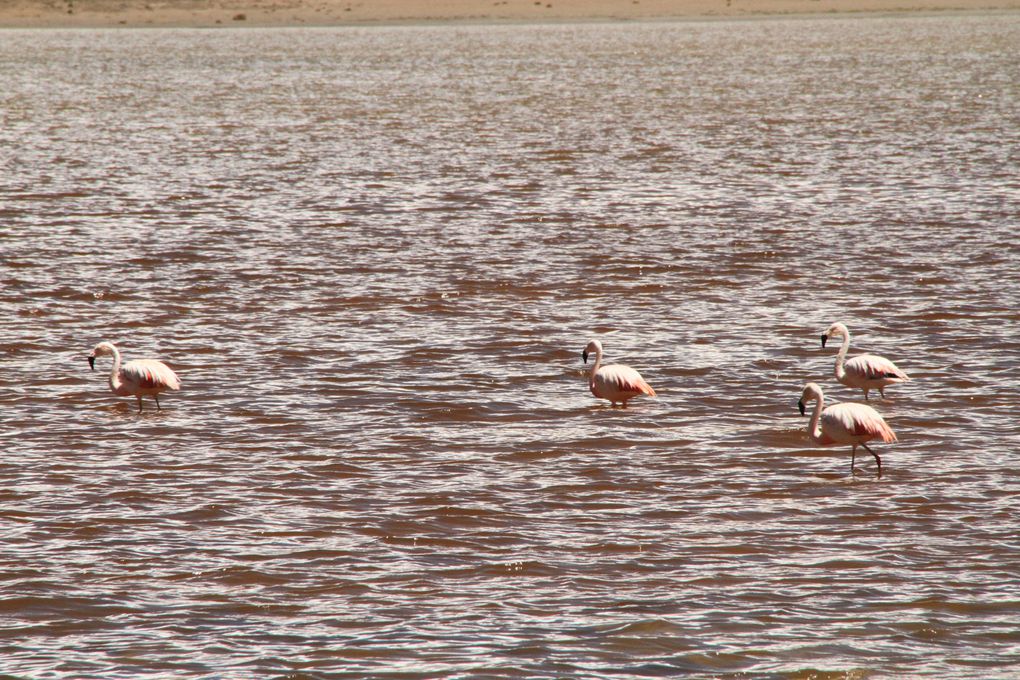 Album - Sud Lipez + Uyuni