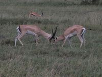 Serengeti - secteur de Seronera