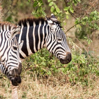 Tanzanie : Le parc national du lac Manyara.