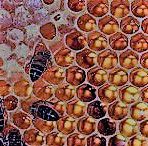 #Honey Wine Producers Australia