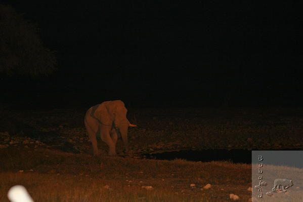 les animaux du parc d'Etosha ,le pan, nous n'avons pas vu beaucoup d'eau,les plans d'eau se trouvent prés des camps et dans la journée et surtout vers 16h les animaux viennent s'abreuvrer.