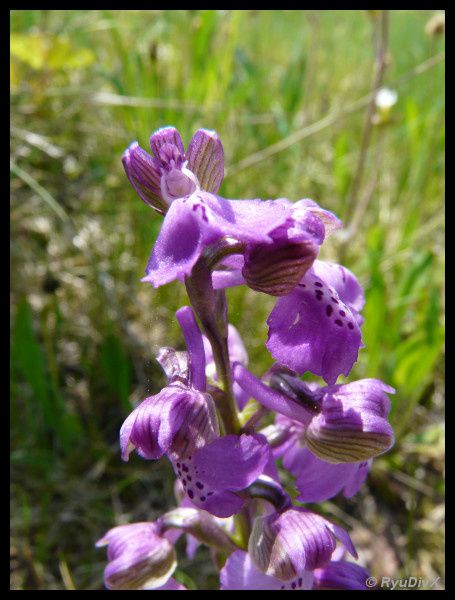 2010-04-26-St-Sylvestre-Pont-Romain