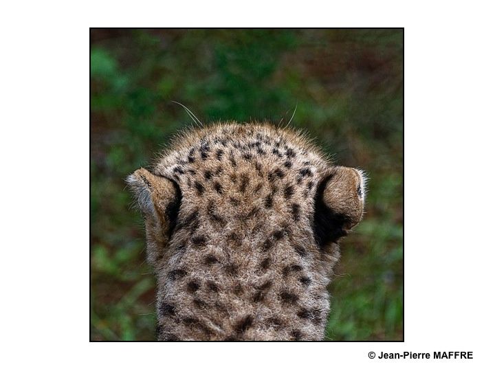 Tigres, léopards, guépards et jaguars rivalisent d'ingéniosité dans la beauté de leur pelage.