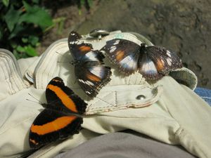 Nous avions aussi accès à la nurserie avec toutes les chenilles et les chrysalides. Le bleu est un papillon Ulysse, le plus connu et le plus difficile à prendre en photo: il se pose rarement et lorsque c'est le cas il replie ses ailes qui sont brunes à l'extérieur.