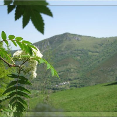 Sorbier aux Artigues