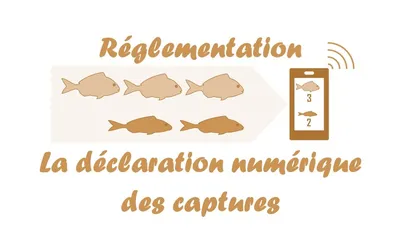 La déclaration des prises : c'est pour bientôt !