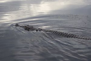 crocodile