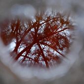Flaque d'eau et forêt - Autour de