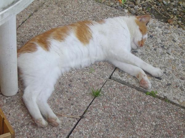 Album - Nature-et-jardin-3