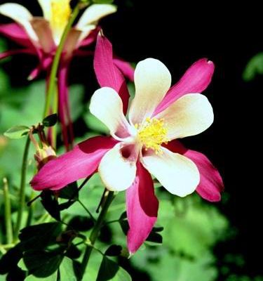 ANCOLIE 'ROUGE MAGENTA ET CRÈME'