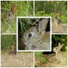 La faune que vous pouvez rencontrer à Malras