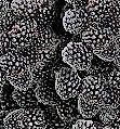 #Blackberry Wine Producers Washington Vineyards