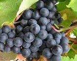#Noiret Wine Producers Pennsylvania Vineyards