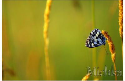 Demi-deuil (Melanargia galathea)