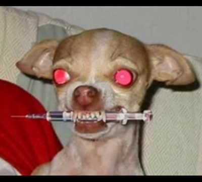 Chihuahuas: Cute or Evil?