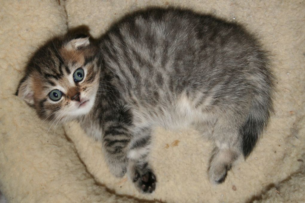 Photos de nos chatons de 2012.
Première portée : Falbala (Brtitish Shorthair)+ Dwayne (Highland Fold)