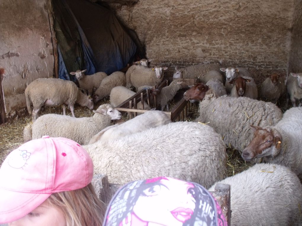 Mini-séjour de 3 jours à la Ferme de la mercy à Chenoise.
11 enfants et 2 animatrices.
Au programme : parcours animalier, fabrication du pain, tonte des moutons et parcours en calèche.